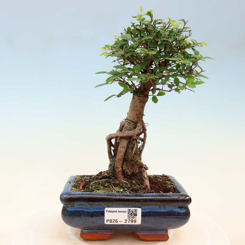 Camera bonsai - Ulmus parvifolia - Olmo a foglie piccole