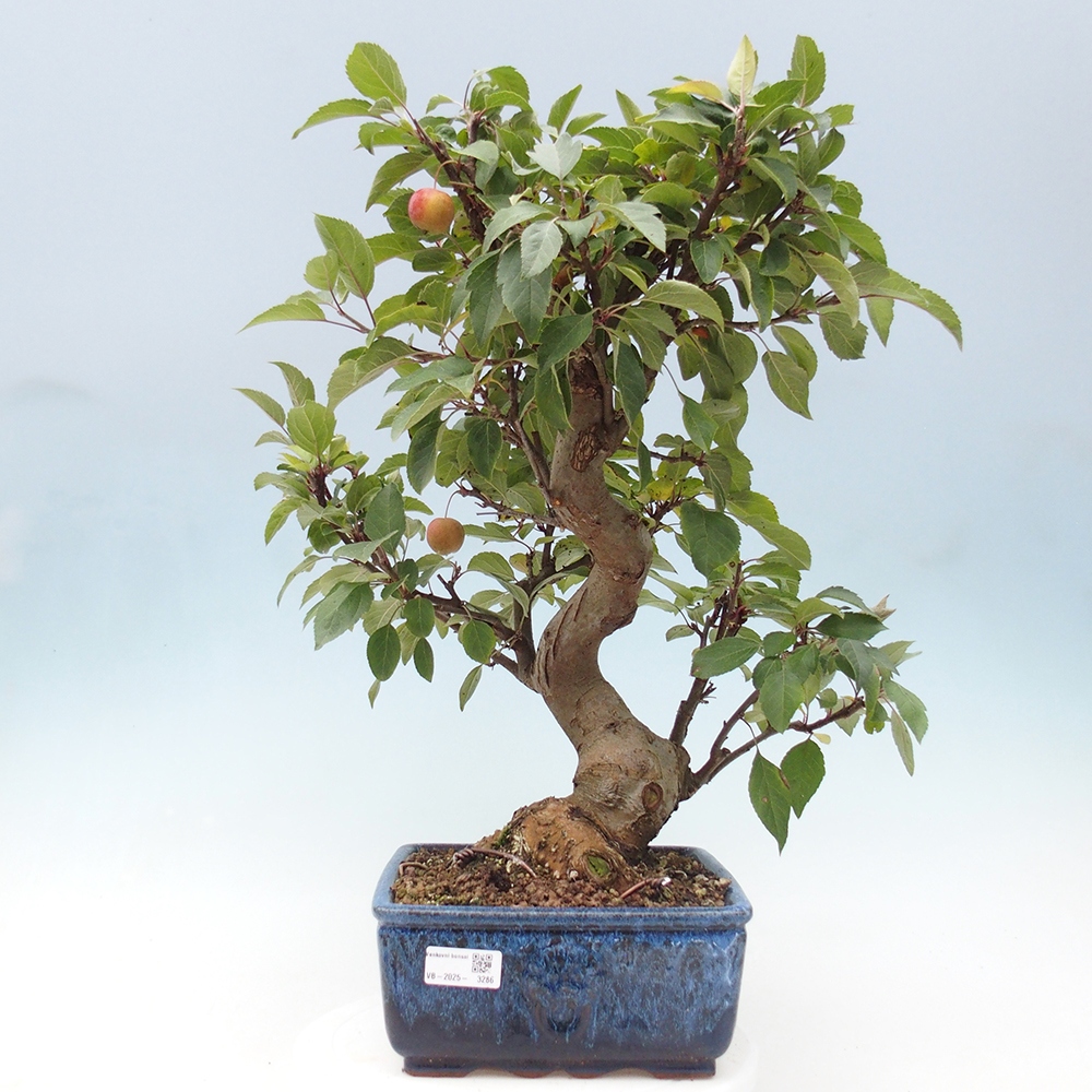 Bonsai da esterno -Malus halliana - Melo a frutto piccolo