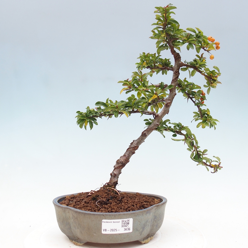 Bonsai da esterno-Pyracantha Teton -Hlox