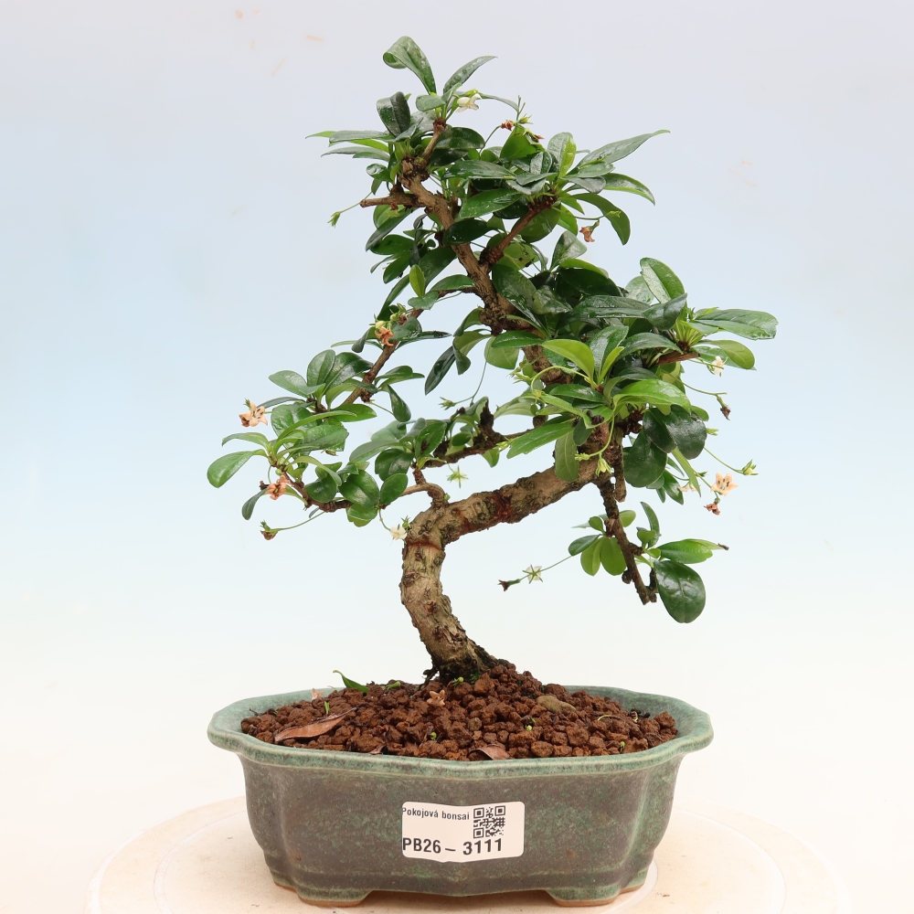 Camera bonsai - Carmona macrophylla - Tea fuki