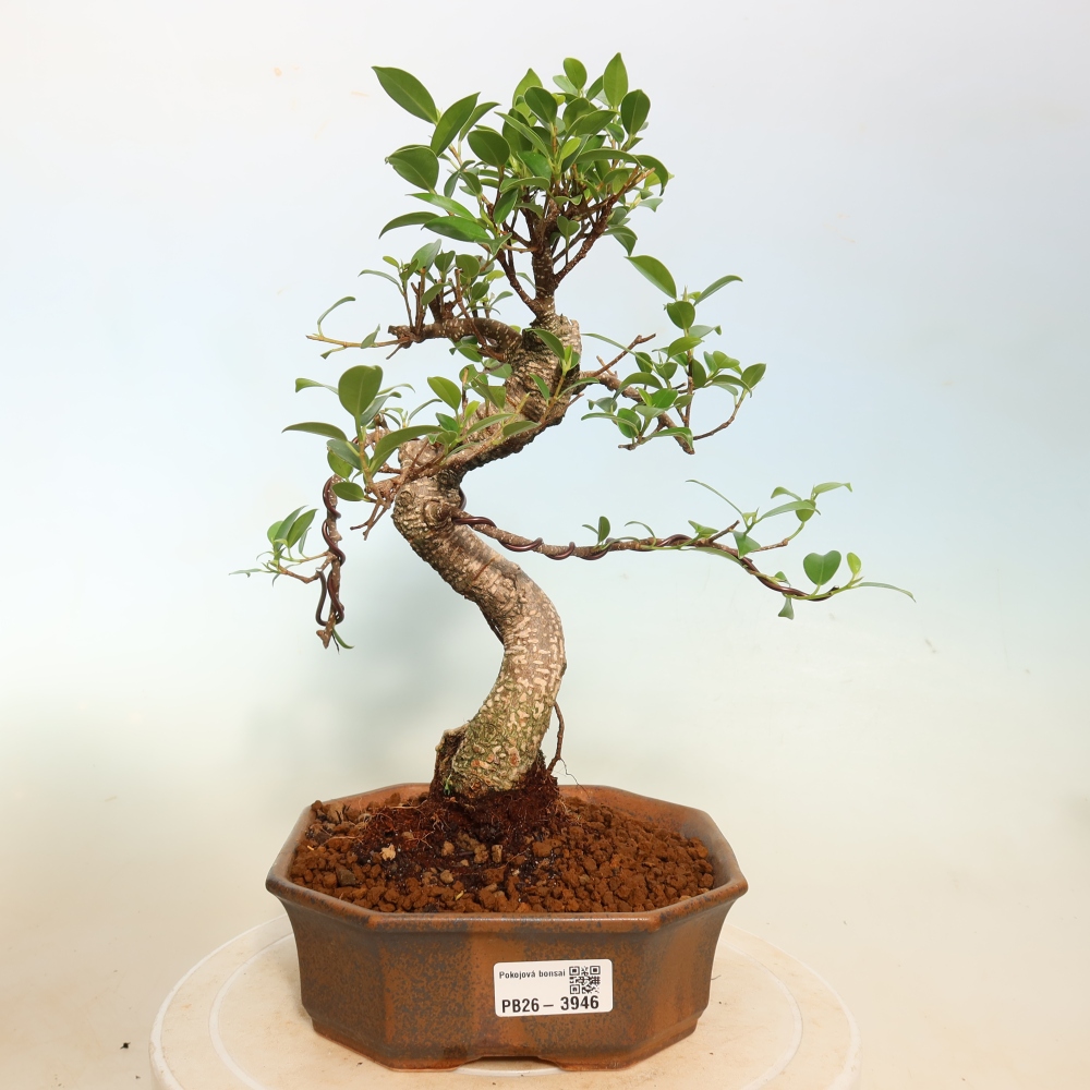 Camera bonsai - Ficus kimmen - ficus a foglie piccole