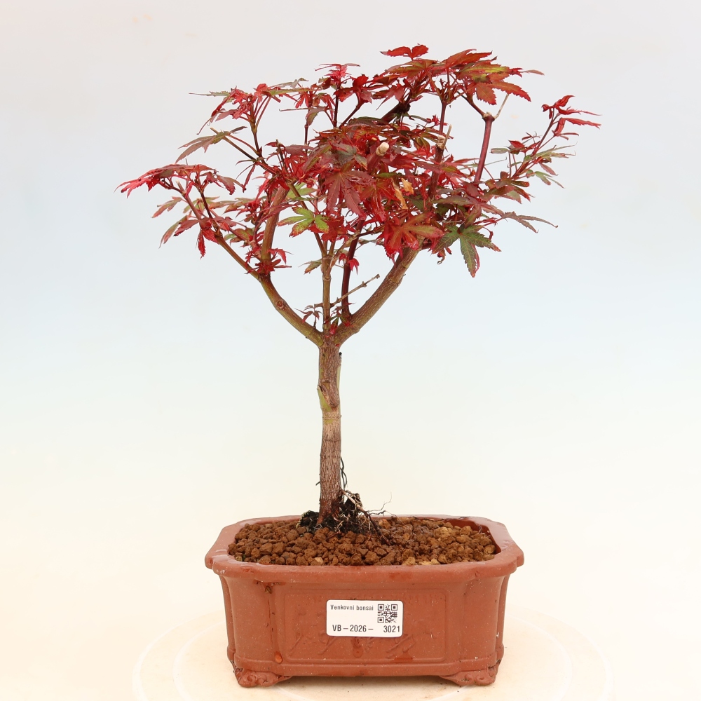 Bonsai da esterno - Acero palmatum - Acer palmatum Berry Broom 