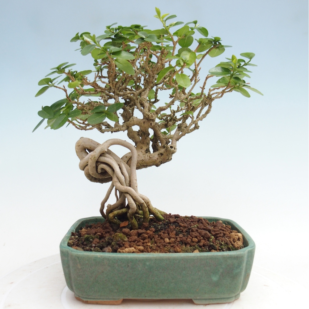 Bonsai da interno - Premna serratifolia - Kozlovna malolista