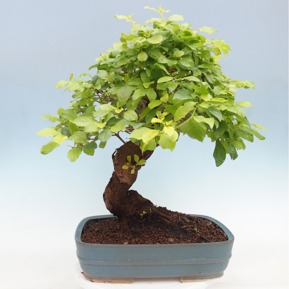 Bonsai da camera - Duranta erecta Aurea - SOLO RITIRO PERSONALE o trasporto su pallet