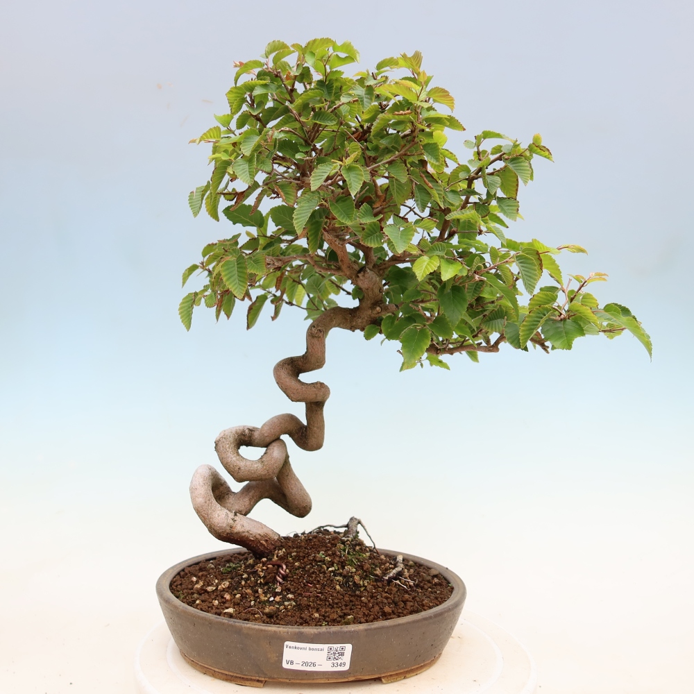 Bonsai da esterno -Carpinus Coreana - Carpino coreano
