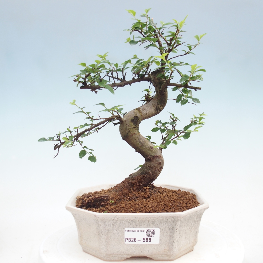 Camera bonsai - Ulmus parvifolia - Olmo a foglie piccole