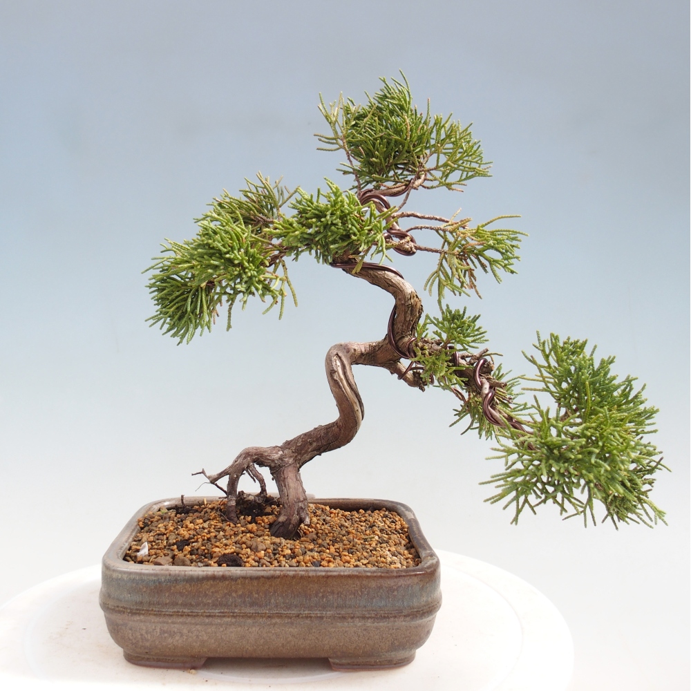 Bonsai da esterno - Juniperus chinensis Kishu