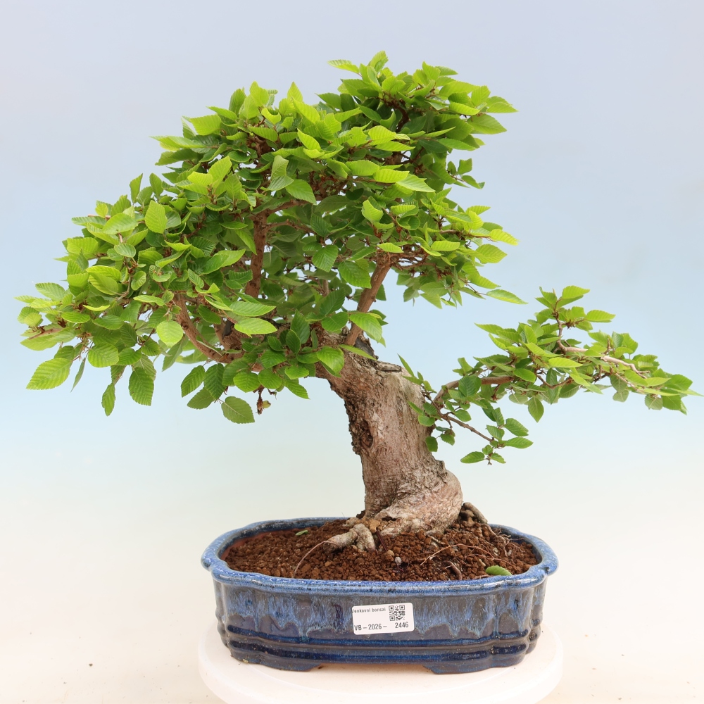 Bonsai da esterno -Carpinus Coreana - Carpino coreano