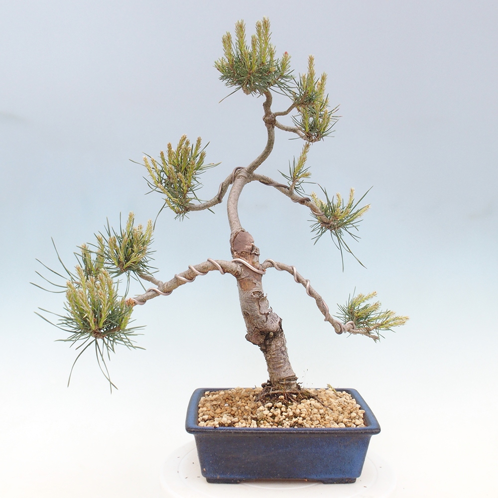 Bonsai da esterno - Pinus Sylvestris Watererri - Pino silvestre