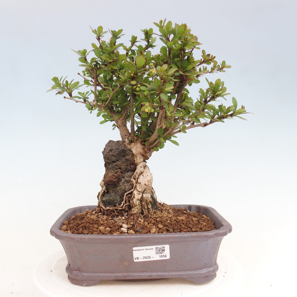 Bonsai da esterno - Berberis coreana