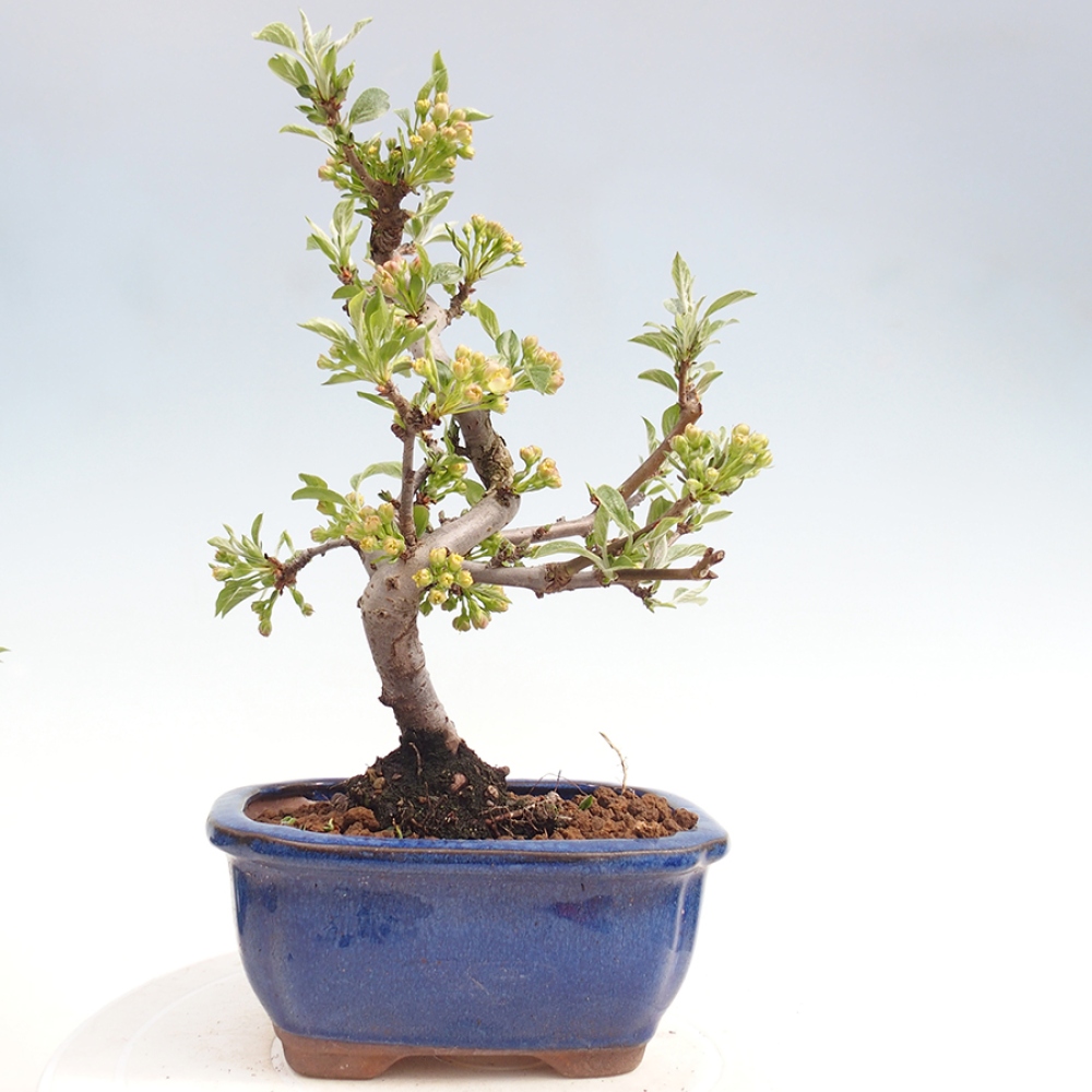 Bonsai da esterno - Malus sargentii - Melo a frutto piccolo