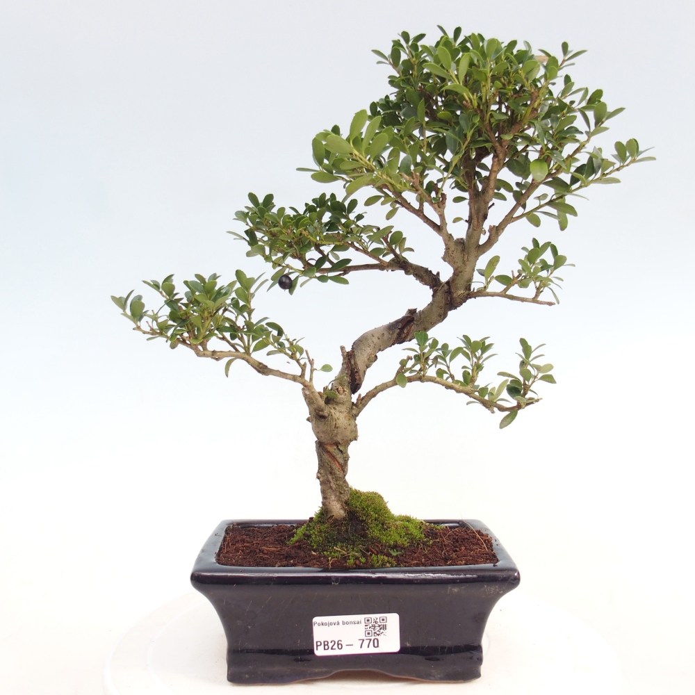 Camera bonsai - Ilex crenata - Agrifoglio