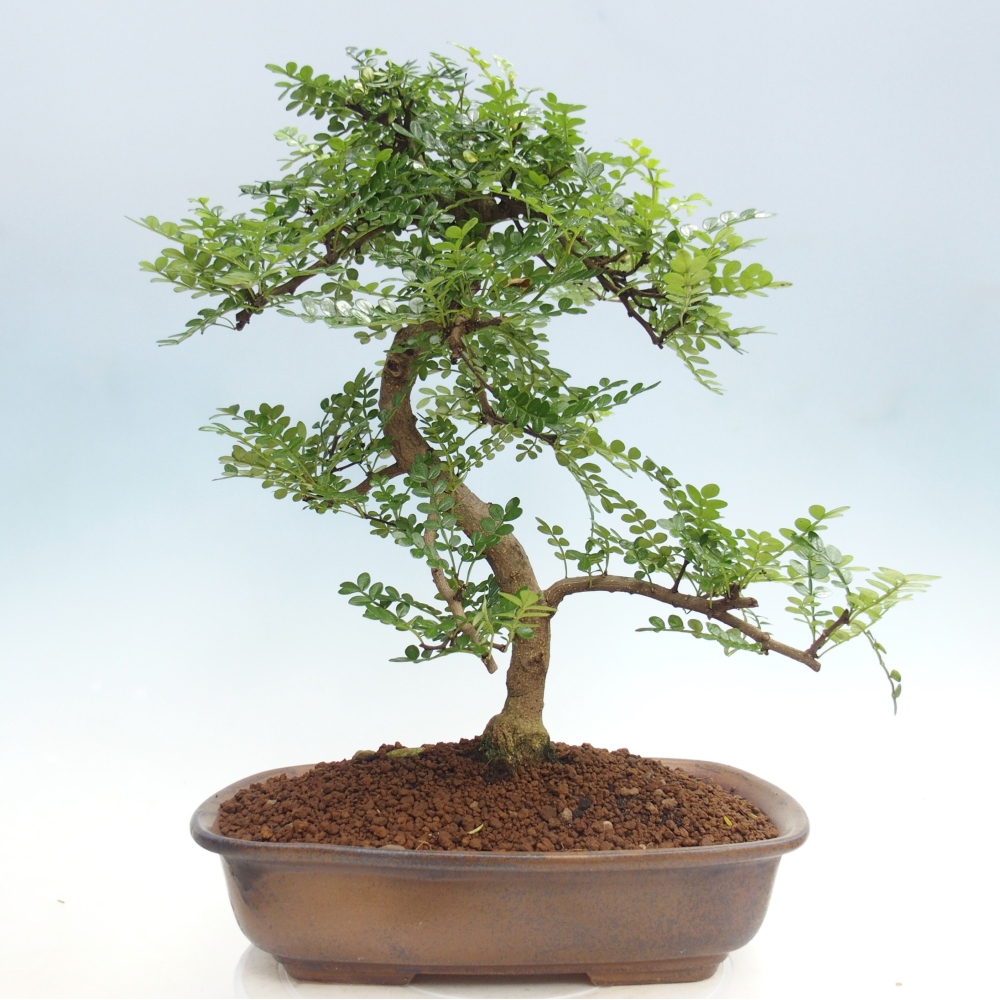 Camera bonsai - Zantoxylum piperitum - albero del pepe
