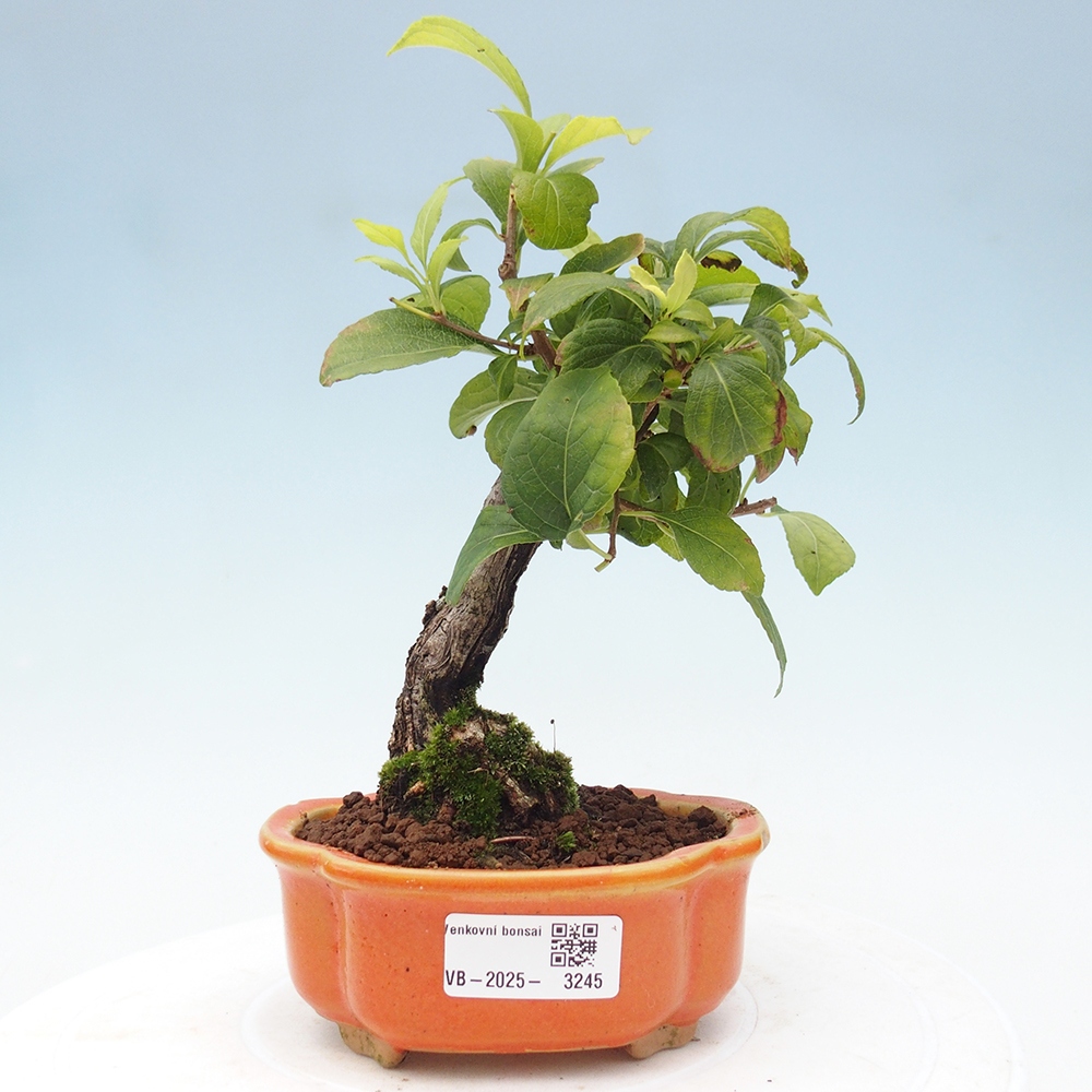 Bonsai da esterno - Celastrus orbiculatus