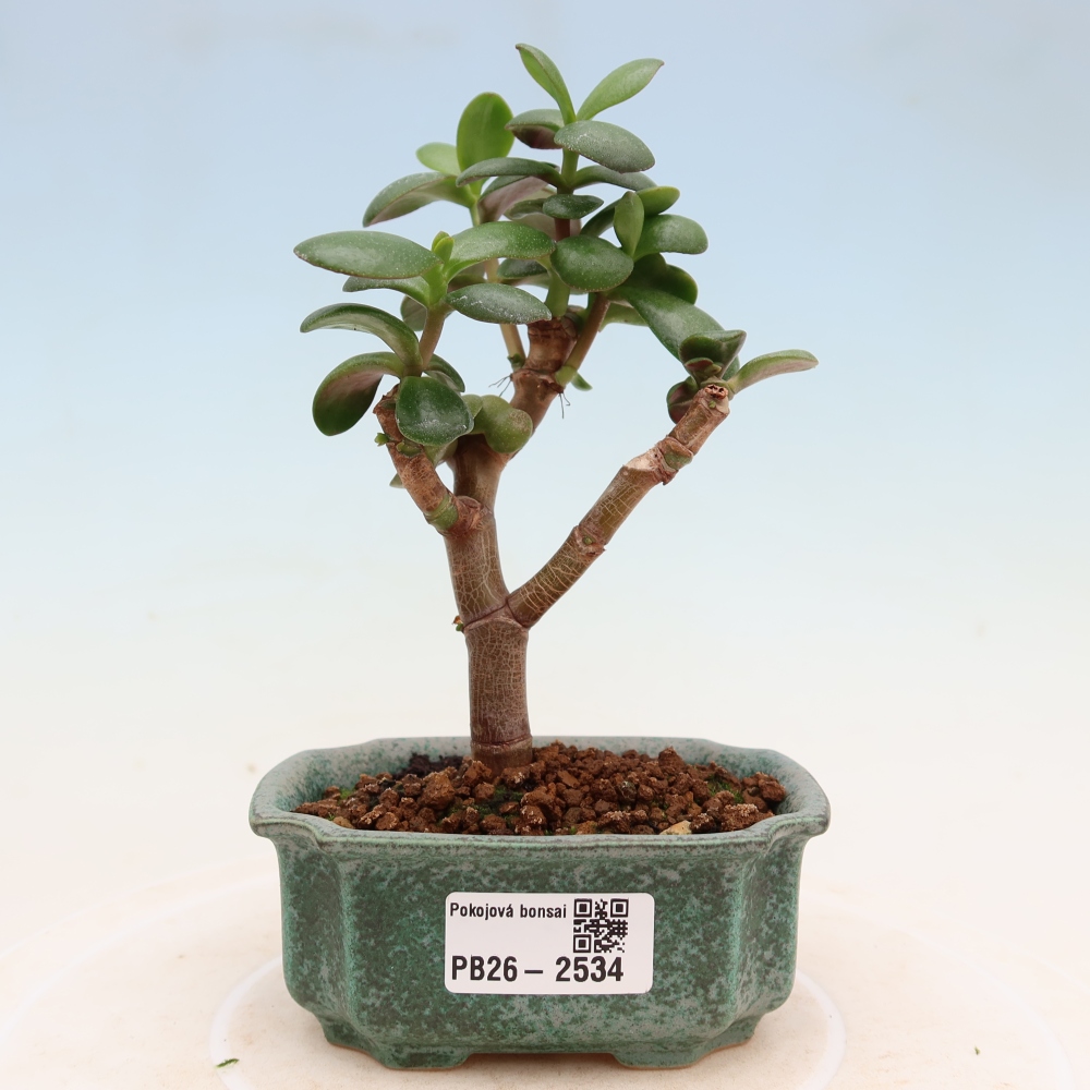 Camera bonsai - Portulakaria Afra - Tlustice