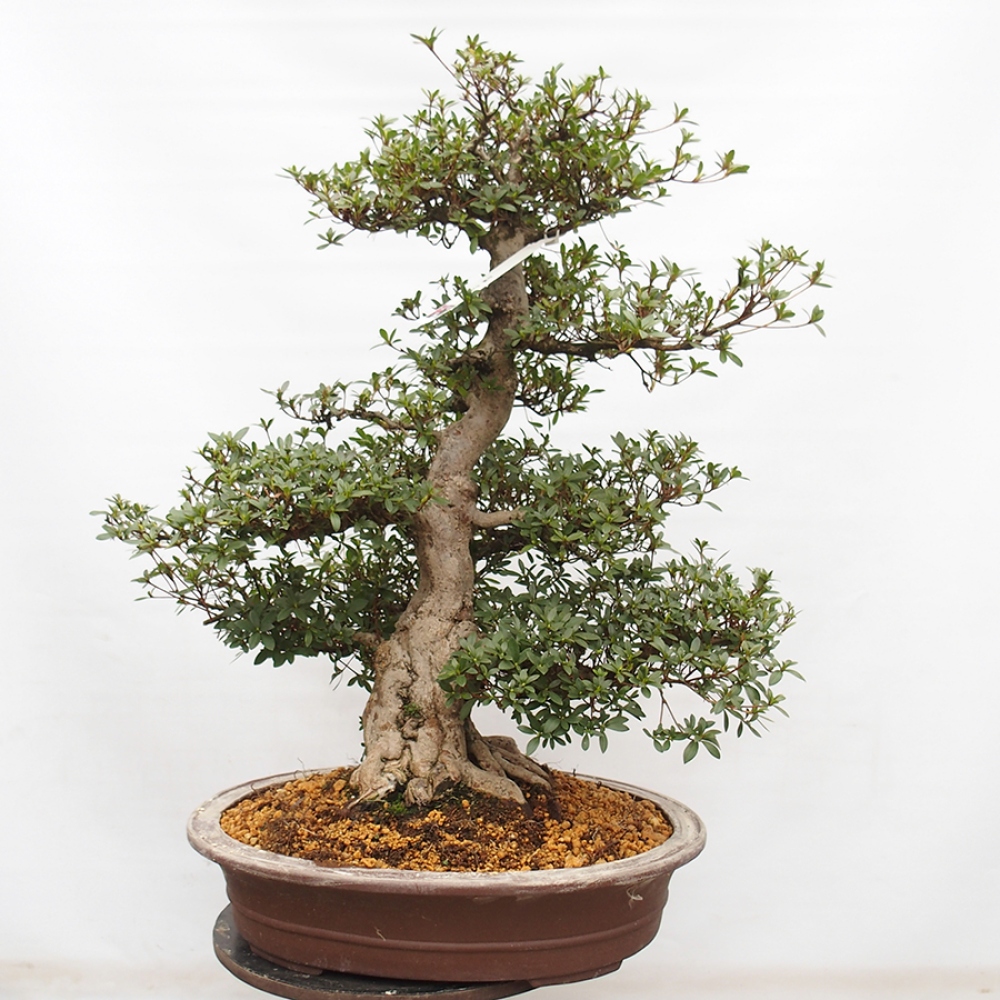 Bonsai da esterno - Azalea giapponese - Azalea Byakuren