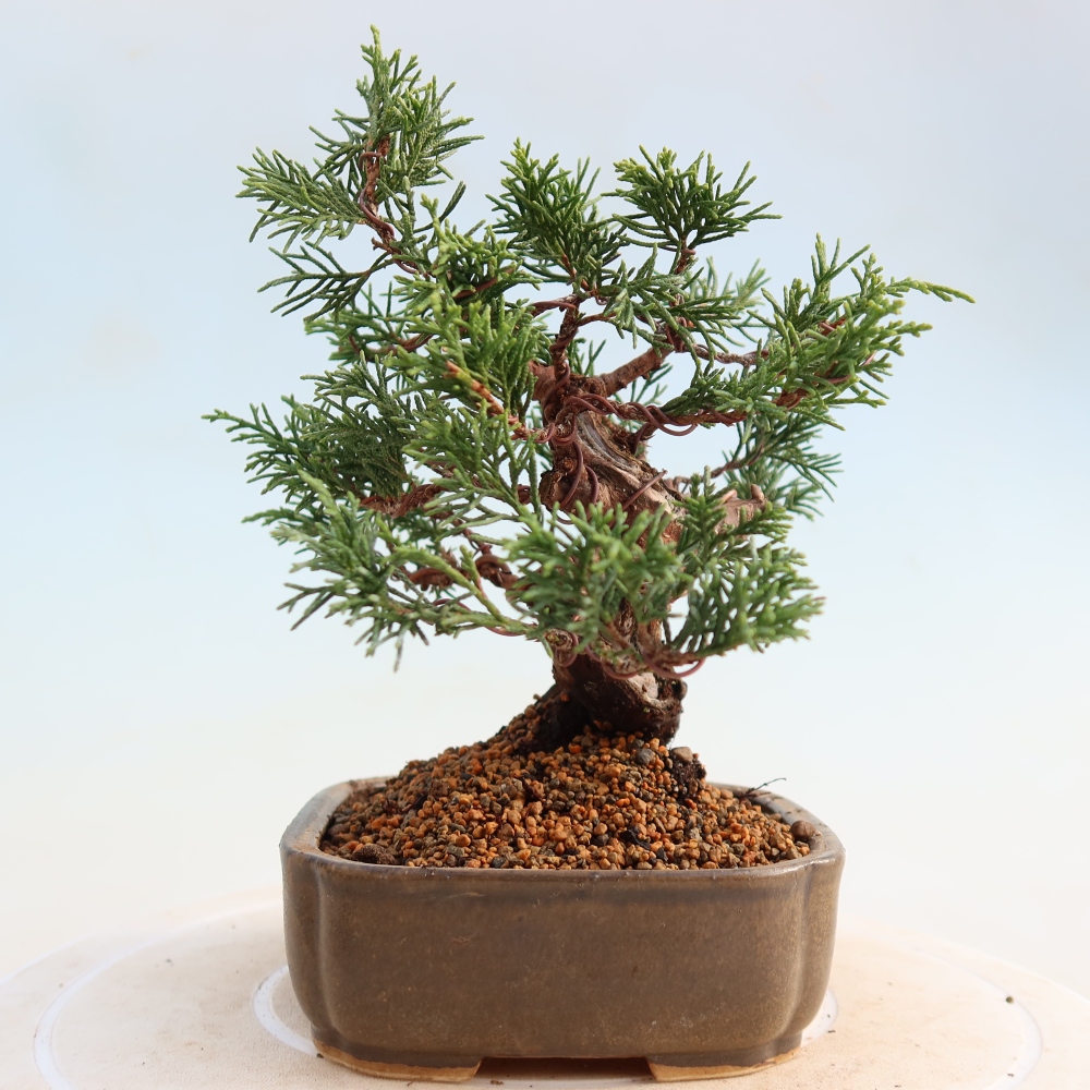 Bonsai da esterno - Juniperus chinensis Itoigawa