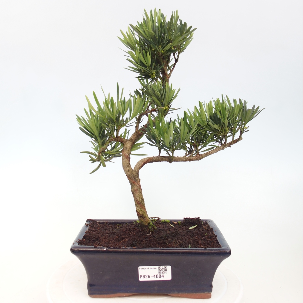 Camera bonsai - Podocarpus - Tasso delle pietre