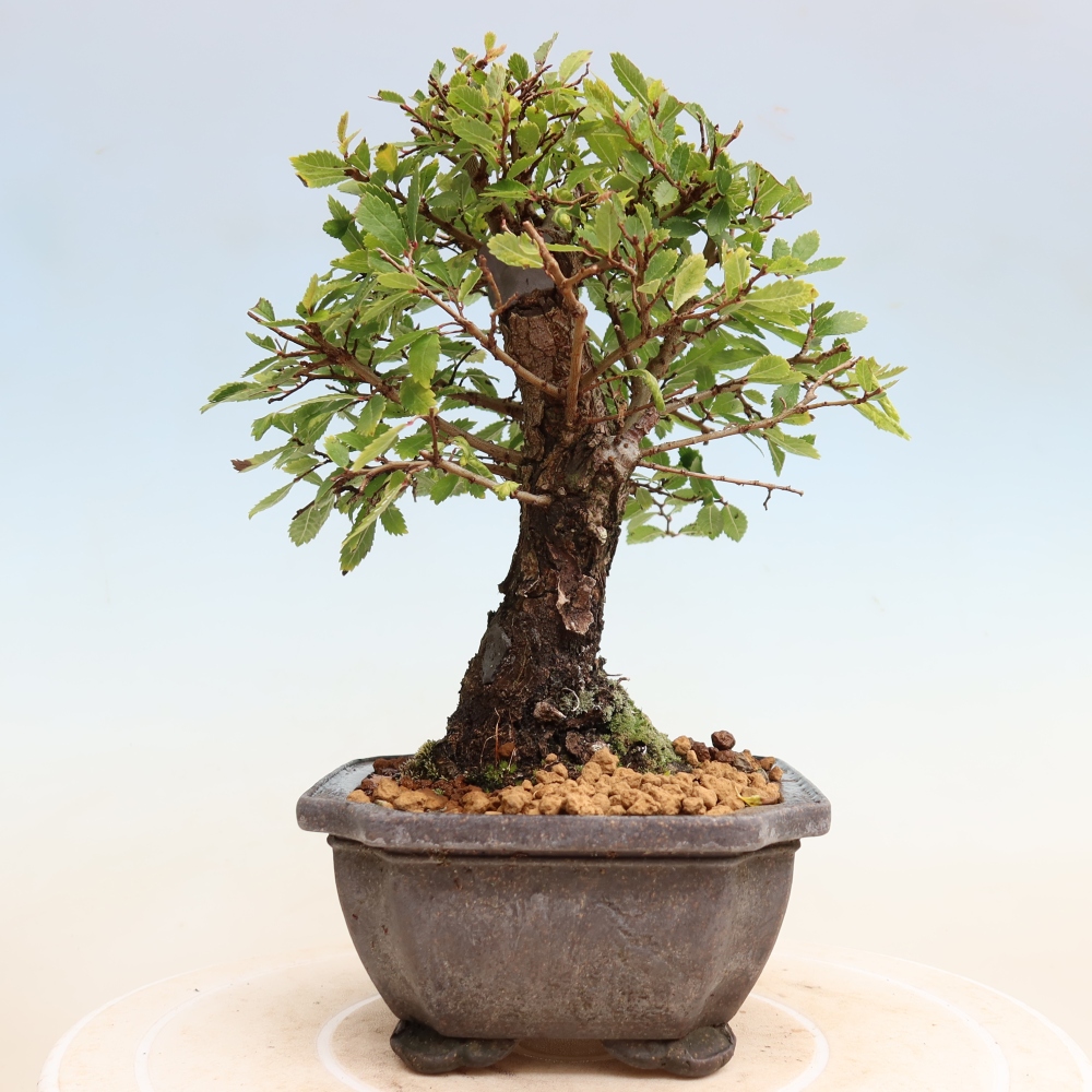 Bonsai da esterno - Zelkova - Zelkova NIRE