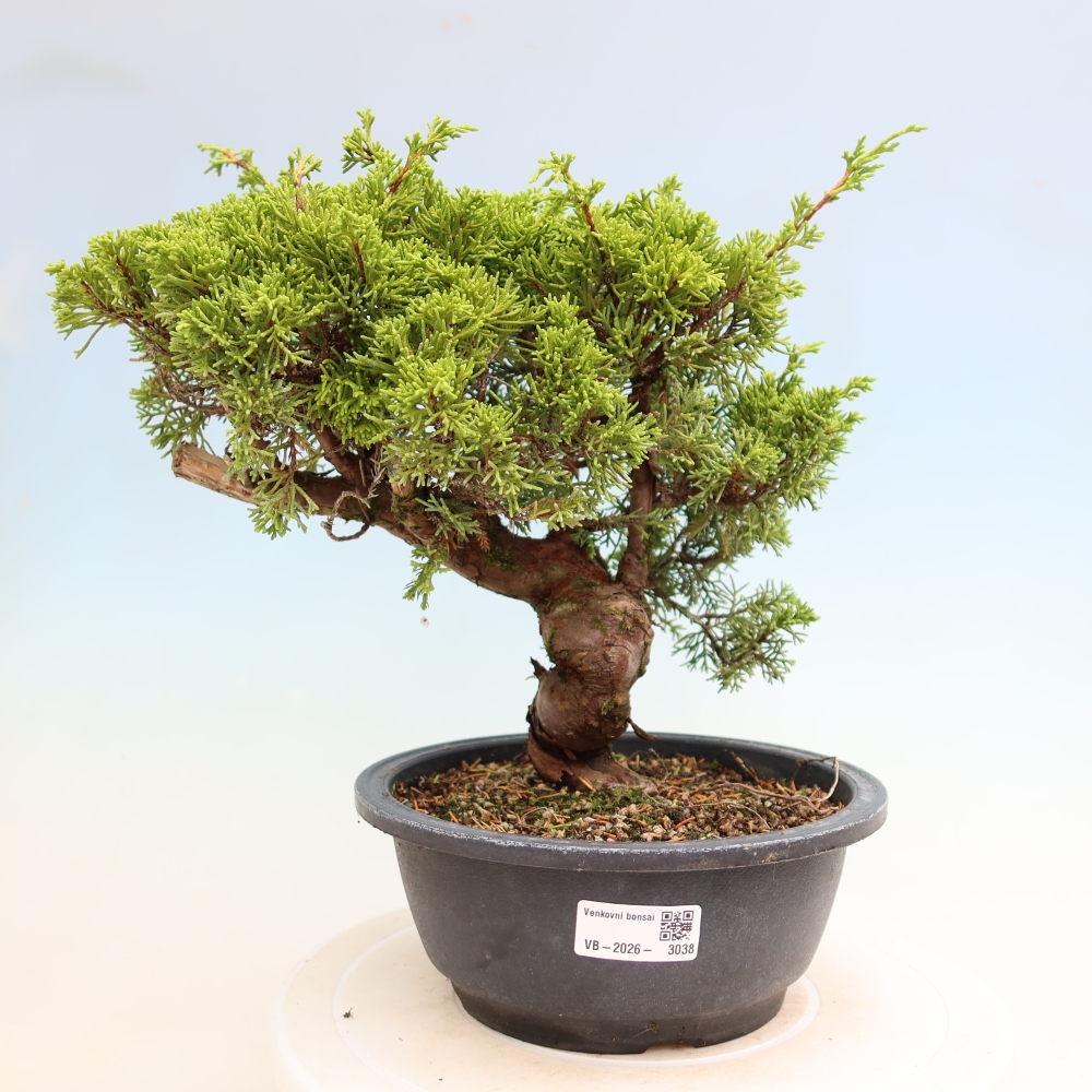 Bonsai da esterno - Juniperus chinensis Itoigawa-Juniperus chinensis