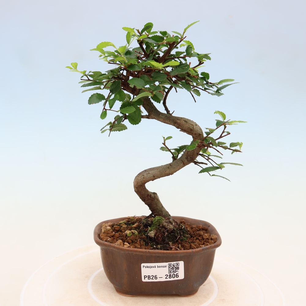 Camera bonsai - Ulmus parvifolia - Olmo a foglie piccole