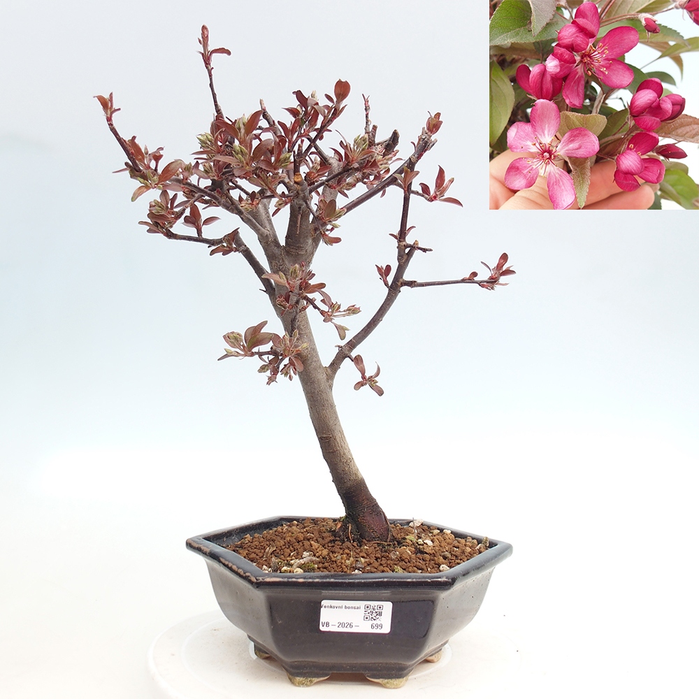 Bonsai da esterno -Malus domestica - Melo a piccoli frutti a foglie rosse