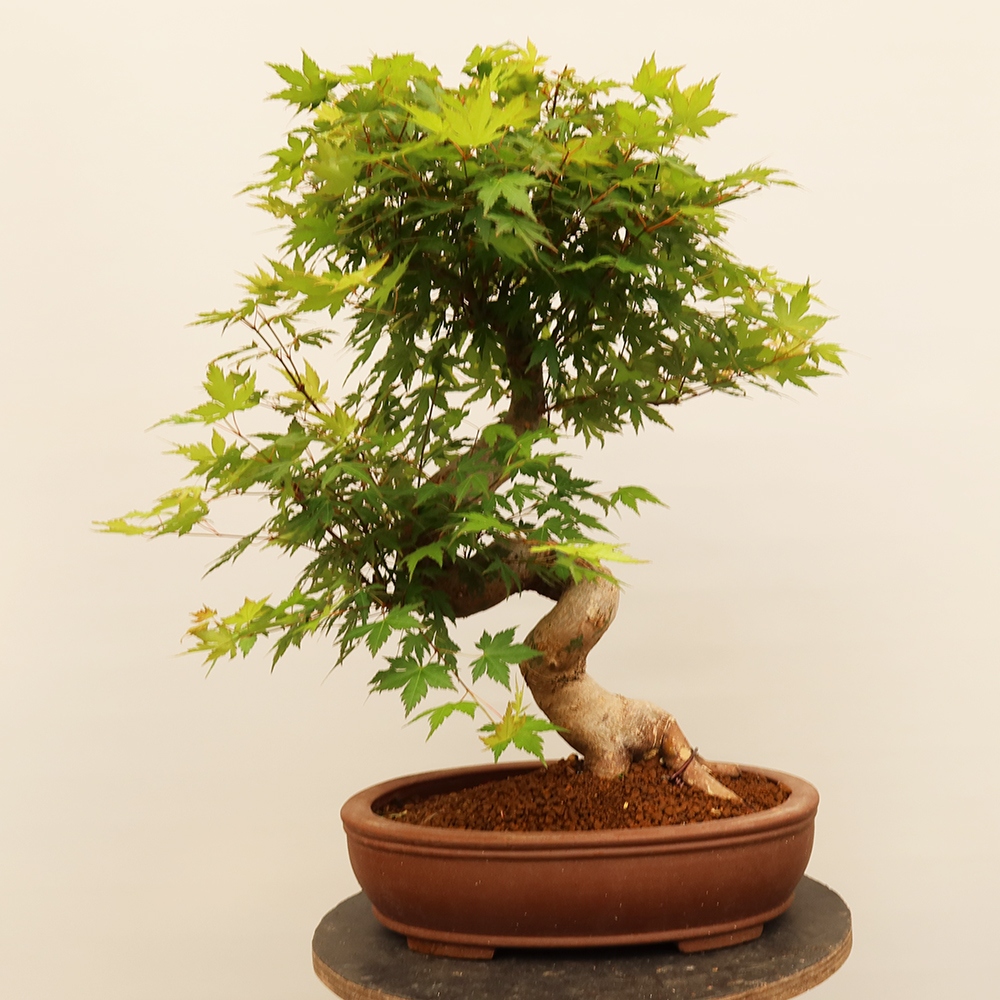 Bonsai da esterno - Acero palmatum - Palme