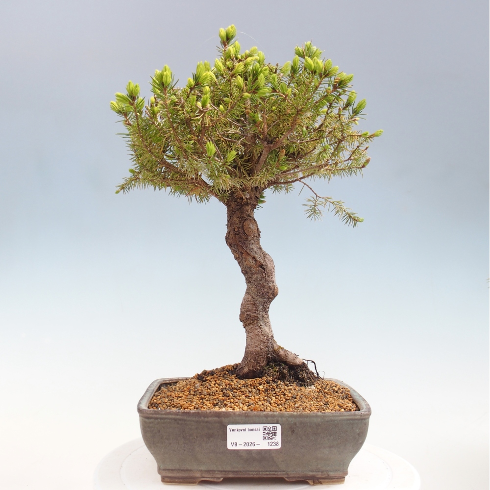 Bonsai da esterno - Abete rosso - Picea glauca globo