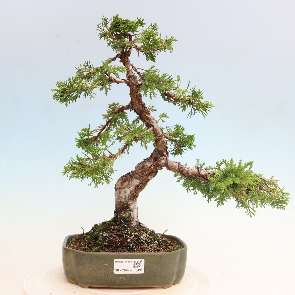 Bonsai da esterno - Juniperus chinensis Itoigawa-Juniperus chinensis