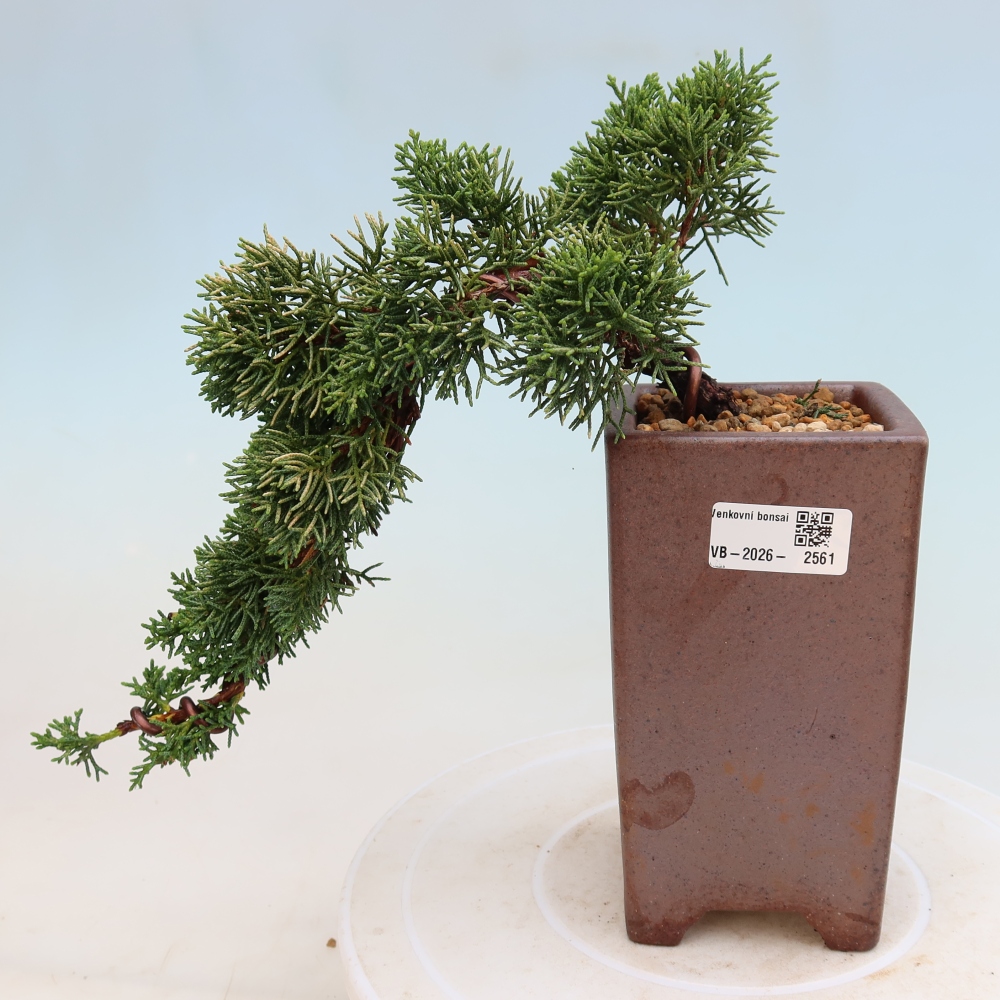 Bonsai da esterno - Juniperus chinensis Kishu