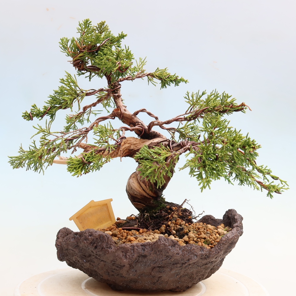 Bonsai da esterno - Juniperus chinensis Itoigawa-Juniperus chinensis