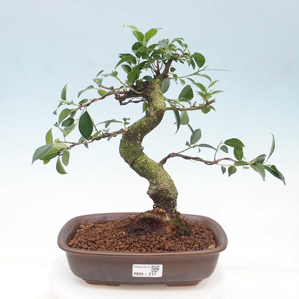 Camera bonsai - Ficus retusa - ficus a foglie piccole