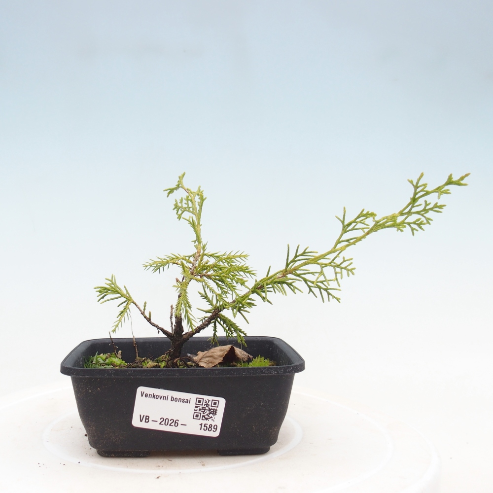 Bonsai da esterno - Juniperus chinensis Itoigawa