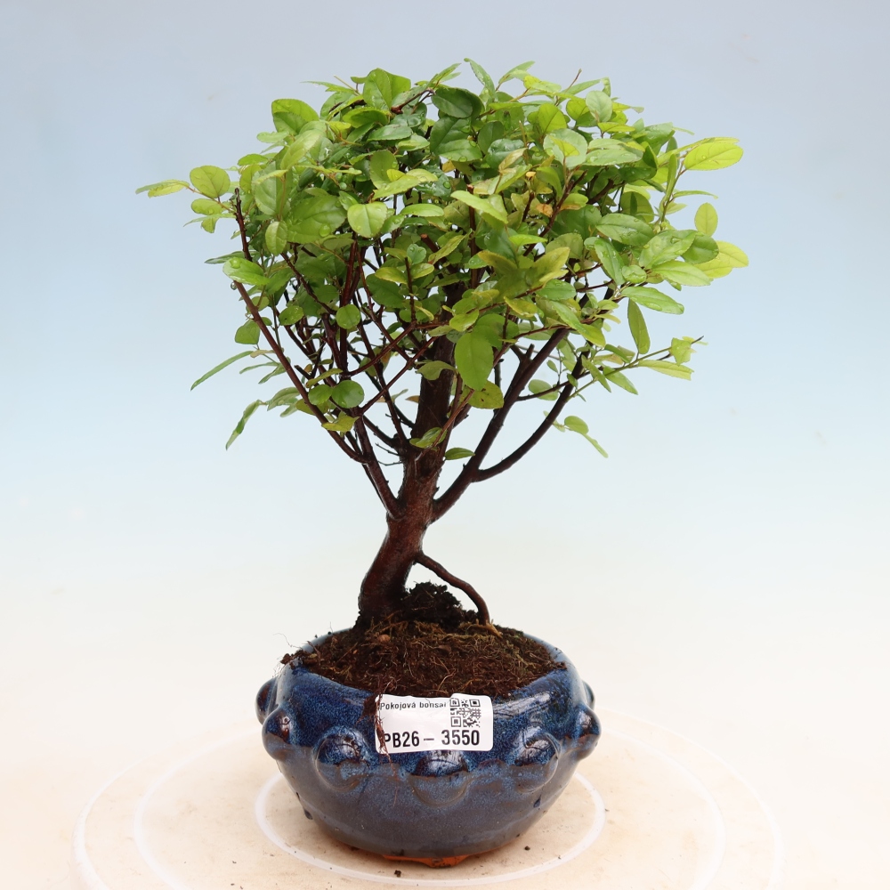 Camera bonsai - Sageretia thea - Sageretia thea