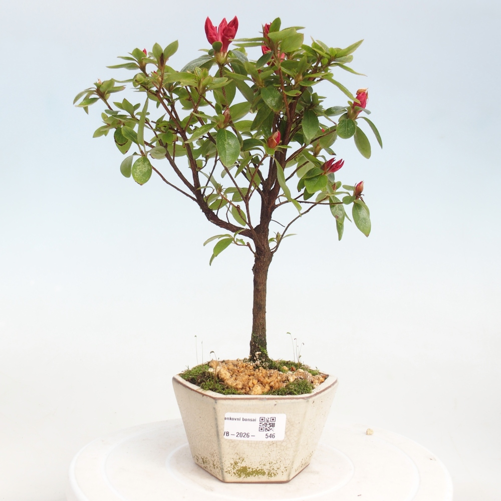 Bonsai da esterno - Azalea giapponese - Azalea sp.