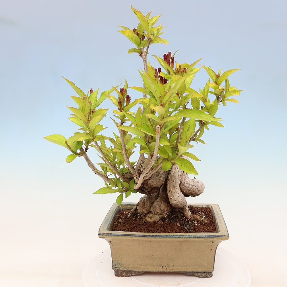Bonsai da esterno - Weigela subsessilis - Weigela coreana