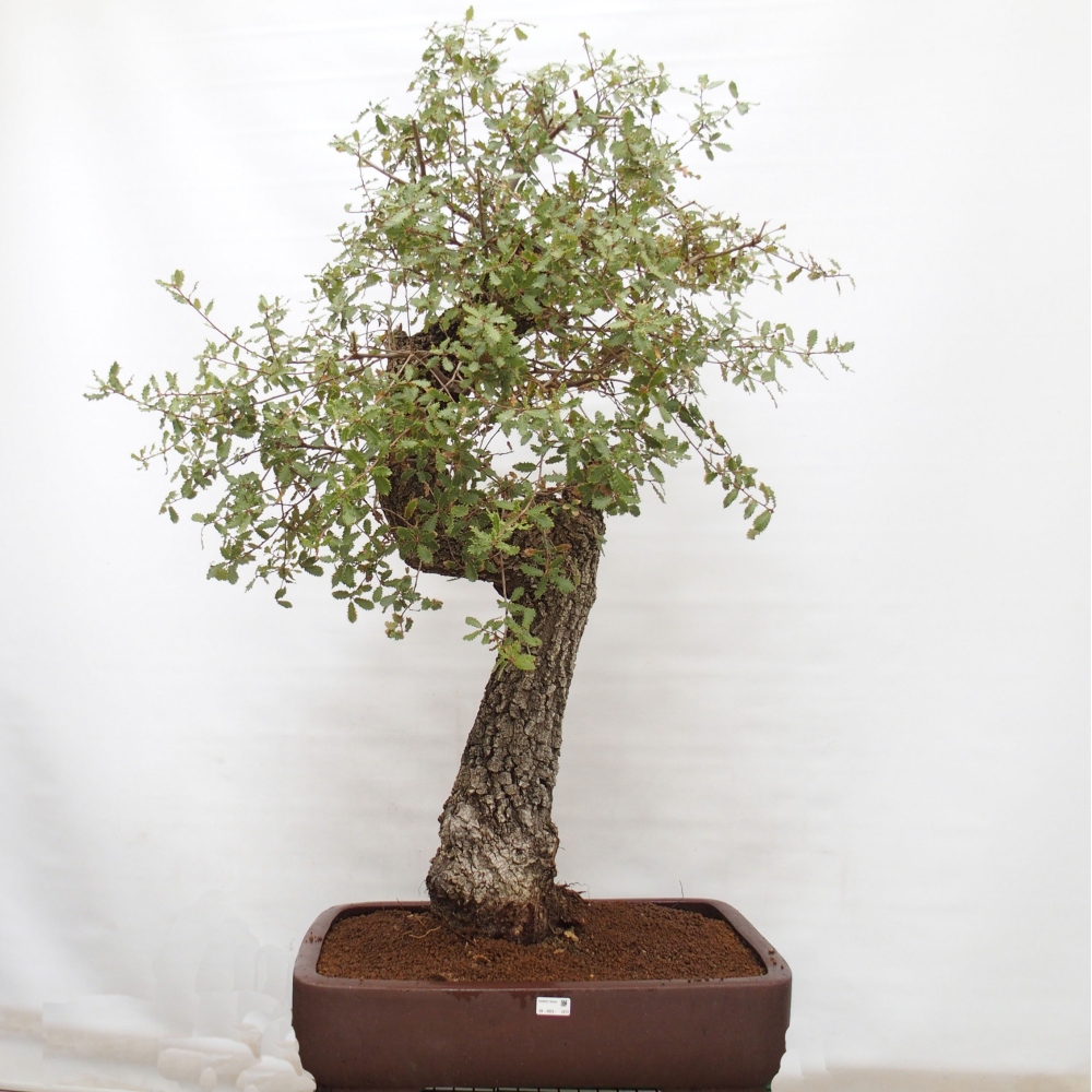 Yamadori - Quercus Ilex - Agrifoglio di quercia