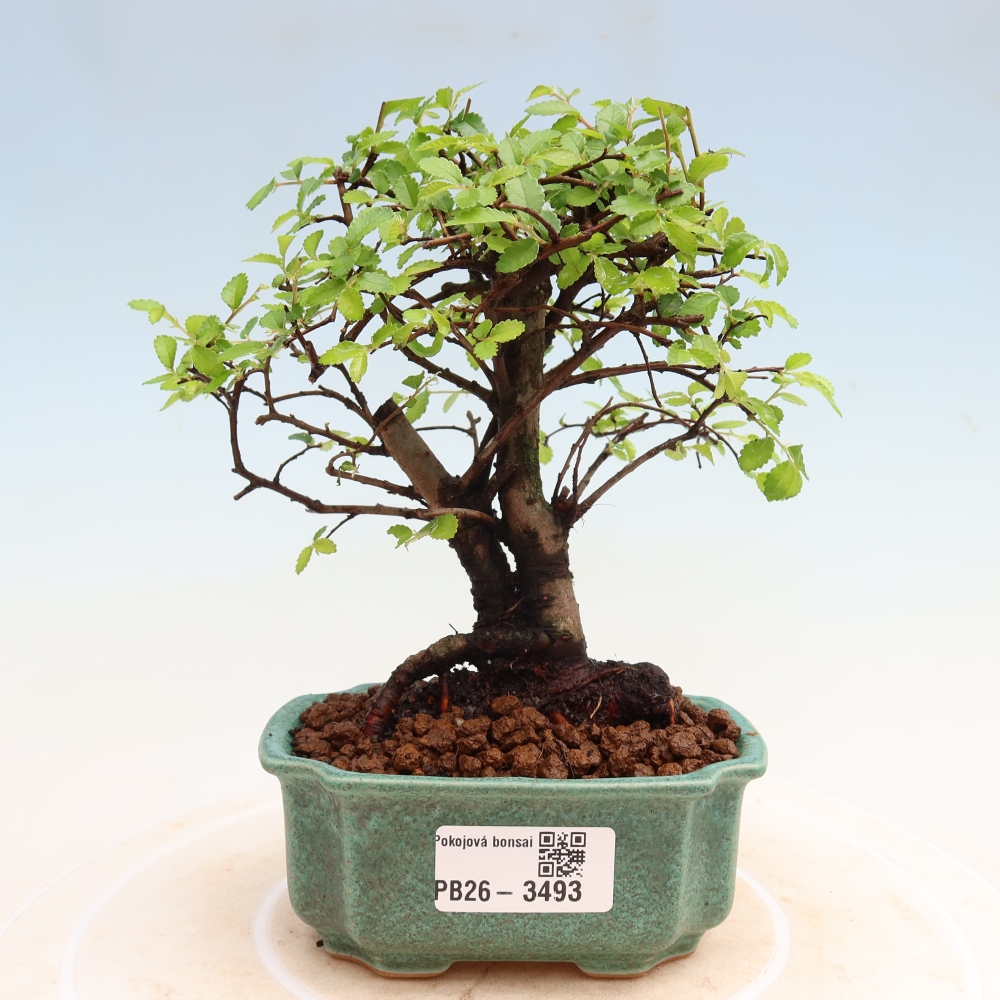 Camera bonsai - Ulmus parvifolia - Olmo a foglie piccole
