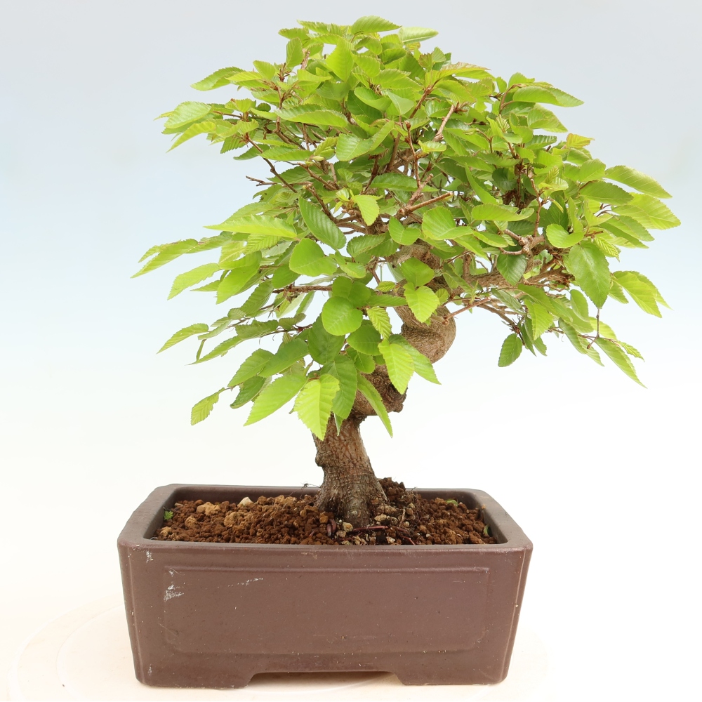 Bonsai da esterno -Carpinus Coreana - Carpino coreano