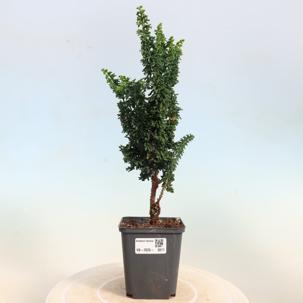 Bonsai da esterno - Cham. obtusa SEKKA HINOKI - Cipresso