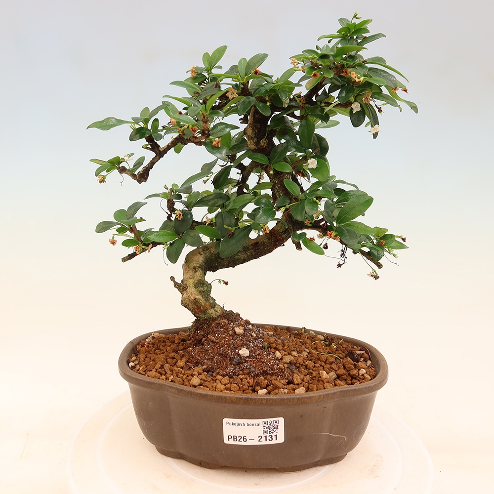 Camera bonsai - Carmona macrophylla - Tea fuki