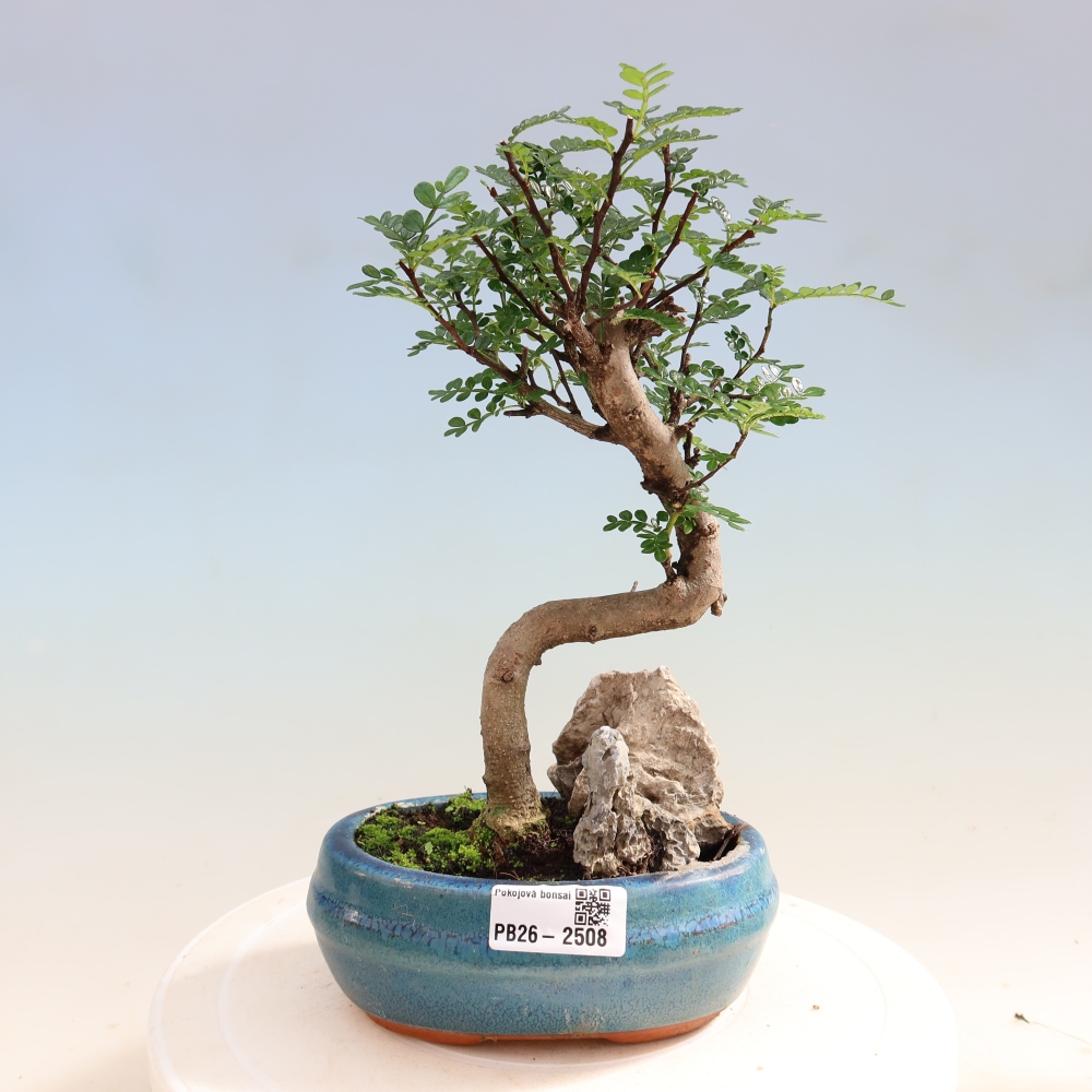 Camera bonsai - Zantoxylum piperitum - albero del pepe