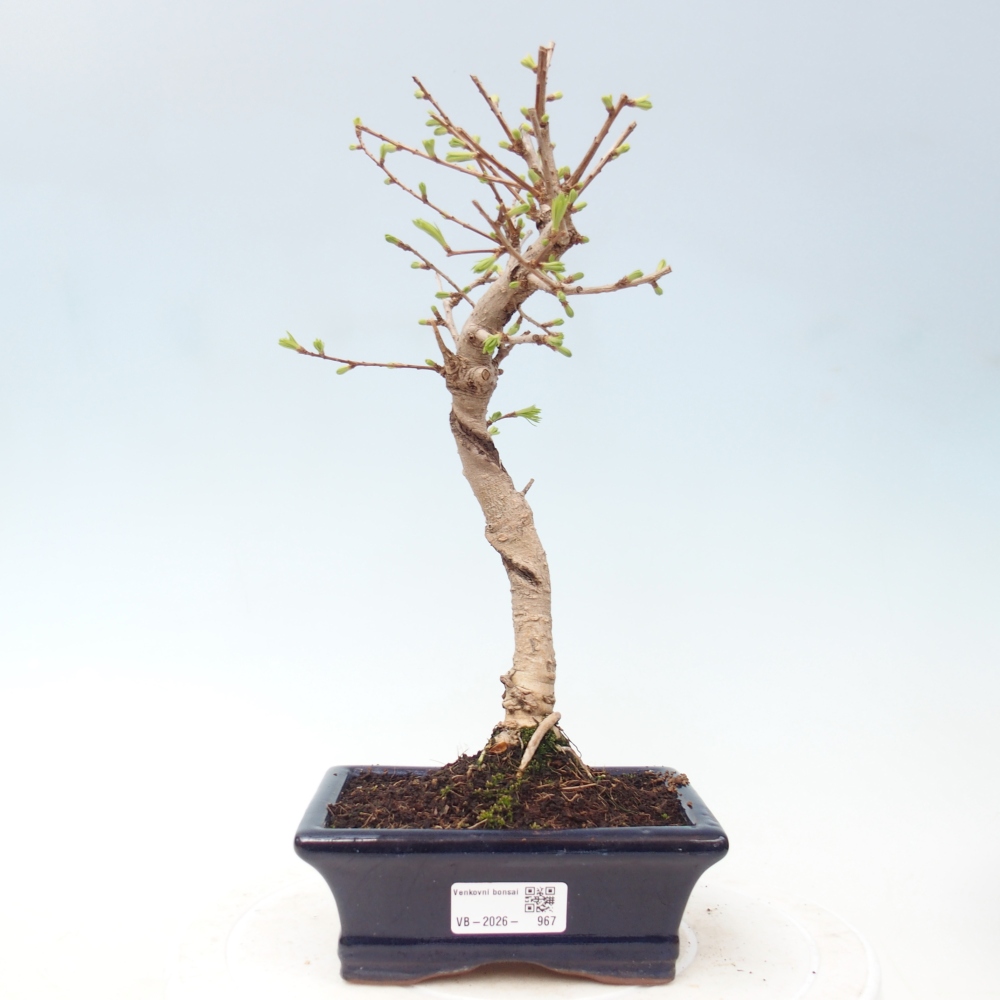 Bonsai da esterno -Pseudolarix amabis-Pseudolarix amabis
