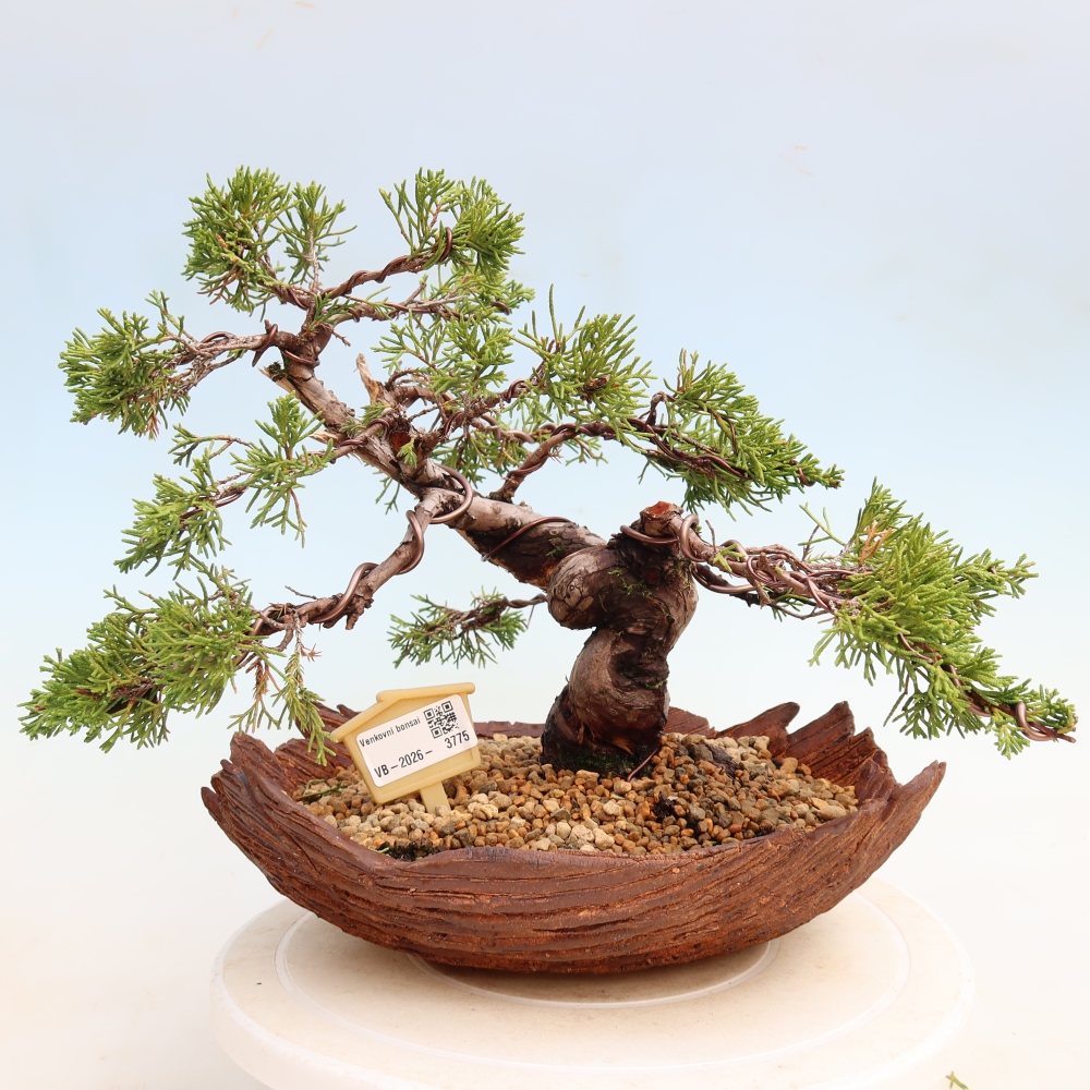 Bonsai da esterno - Juniperus chinensis Itoigawa-Juniperus chinensis