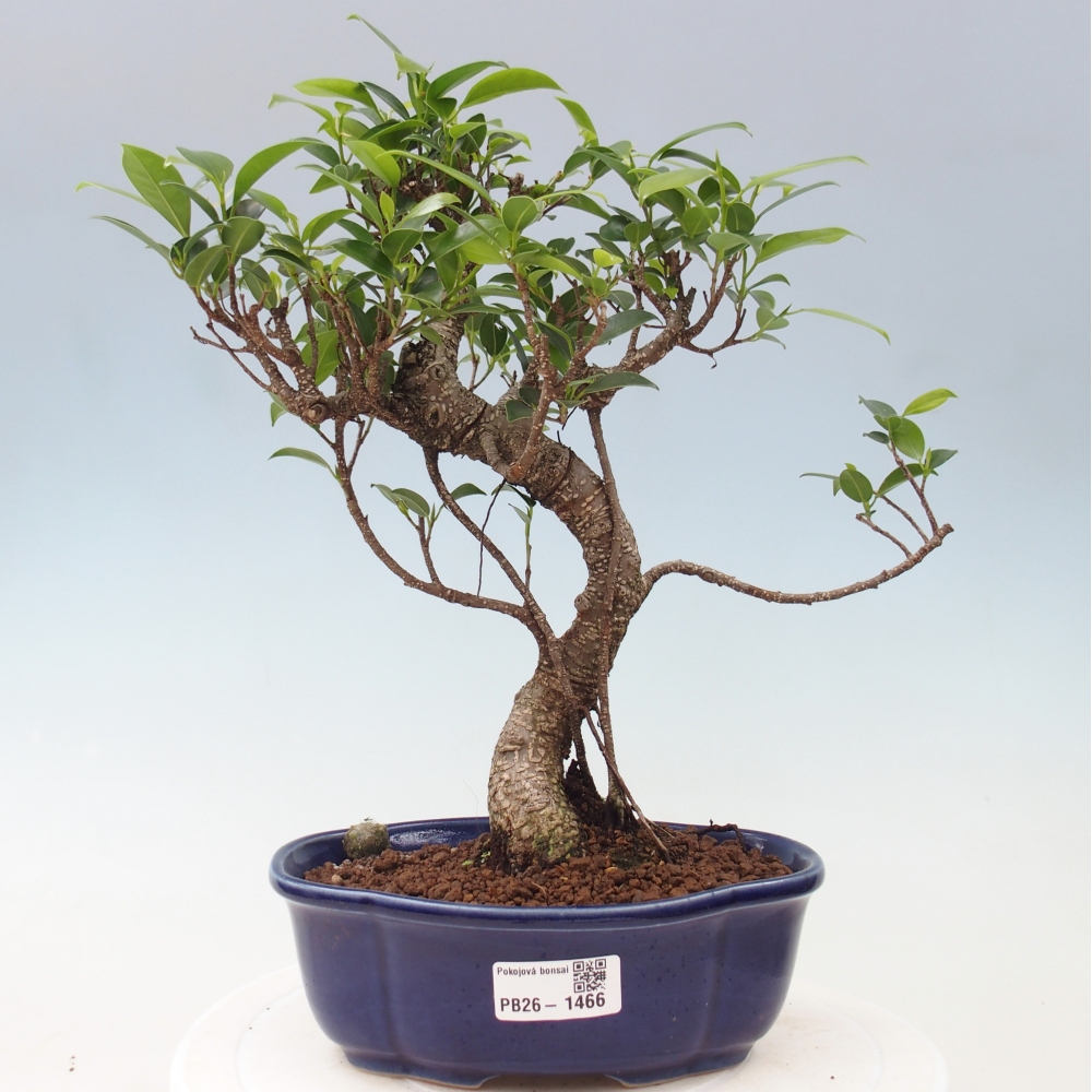 Camera bonsai - Ficus retusa - ficus a foglie piccole