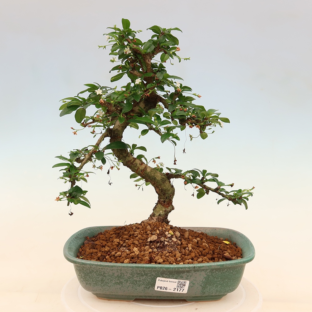 Camera bonsai - Carmona macrophylla - Tea fuki