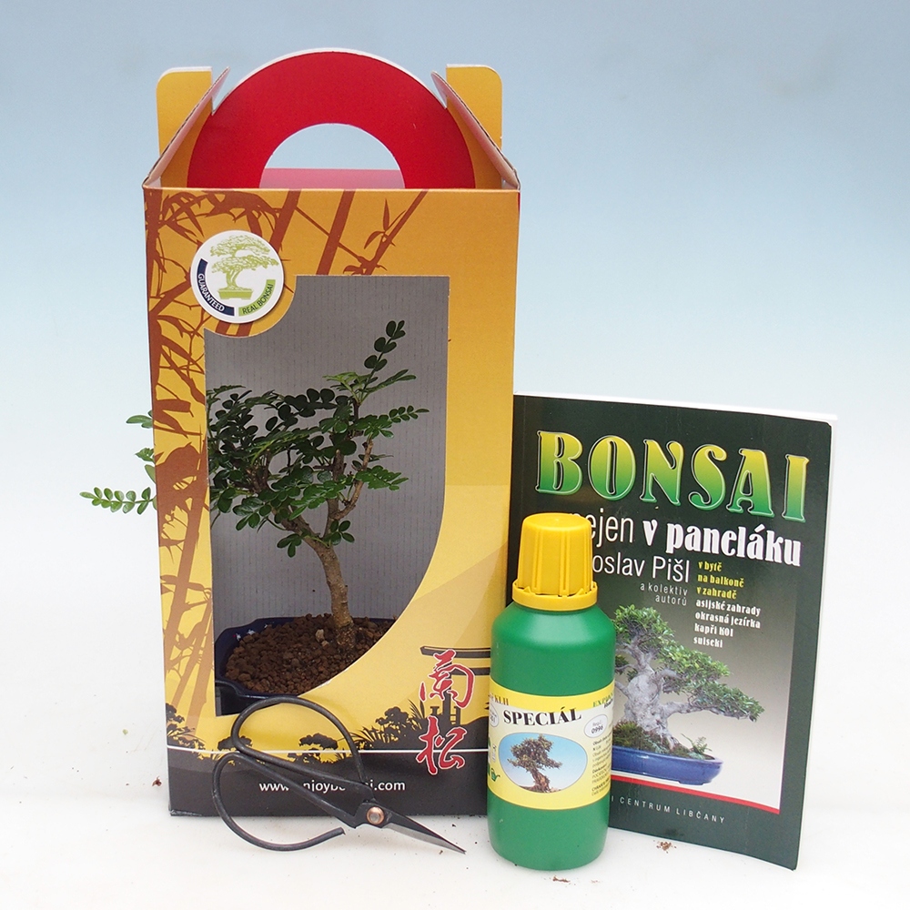 Bonsai da camera in confezione regalo Zantoxylum piperitum - Albero del pepe