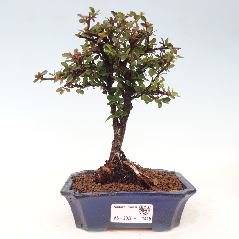 Bonsai da esterno - Cotoneaster horizontalis - Montagna rocciosa