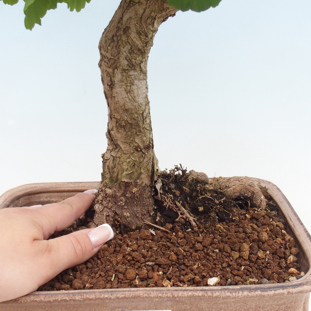 Bonsai da esterno - Ginkgo biloba - Ginkgo biloba