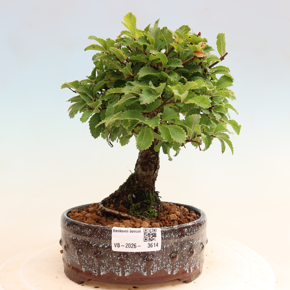 Bonsai da esterno - Zelkova - Zelkova NIRE